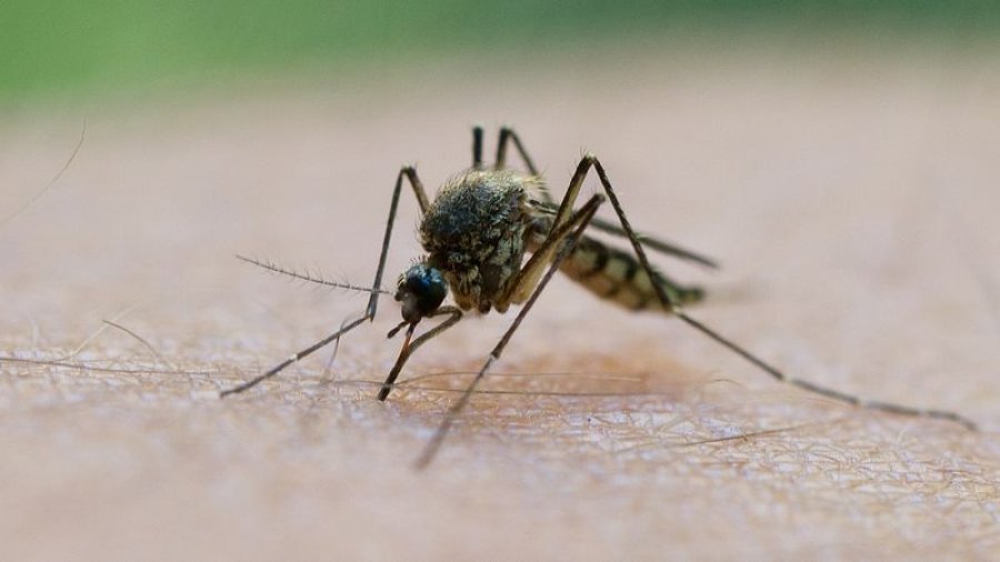 Rastet e virusit të Nilit Perëndimor po shtohen në disa pjesë të Evropës