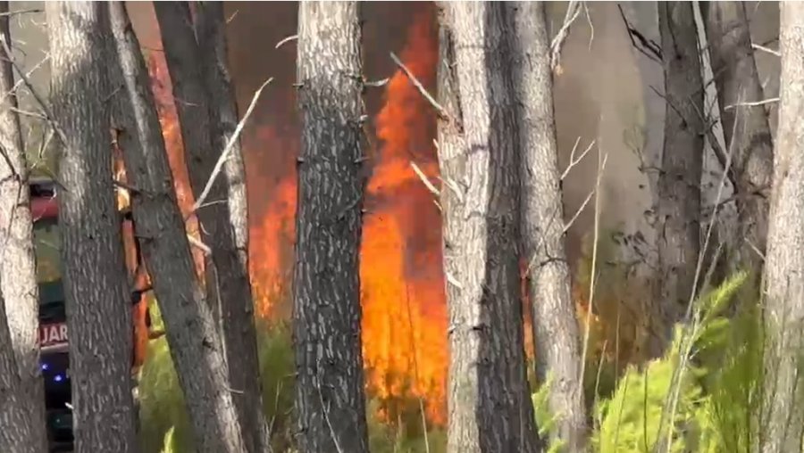 Mbi 5 hektarë pyll i djegur në Vlorë, zjarri në Pyllin e Sodës drejtë shuarjes