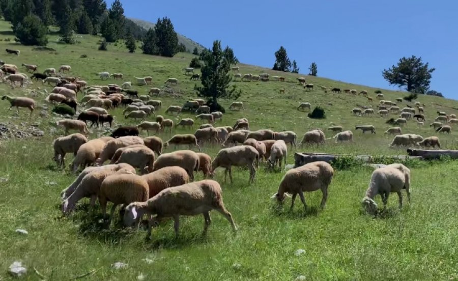 Rrufeja shfaros tufën me 150 kokë bagëti në Delvinë