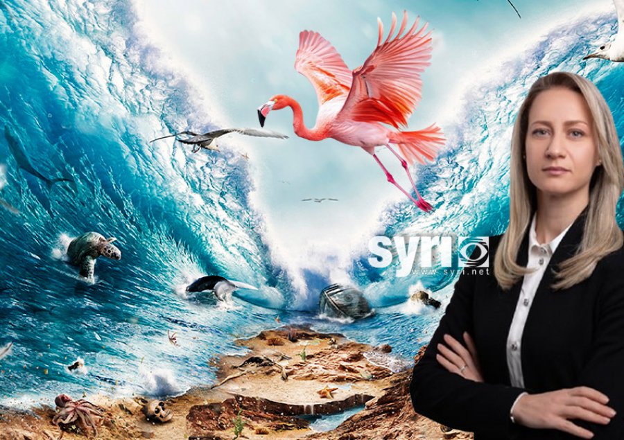 ‘Kokër flamingoje nuk kish mbetur’/ Shkallon ministrja e Ramës: Ne shpëtuam peshqit e lagunës…