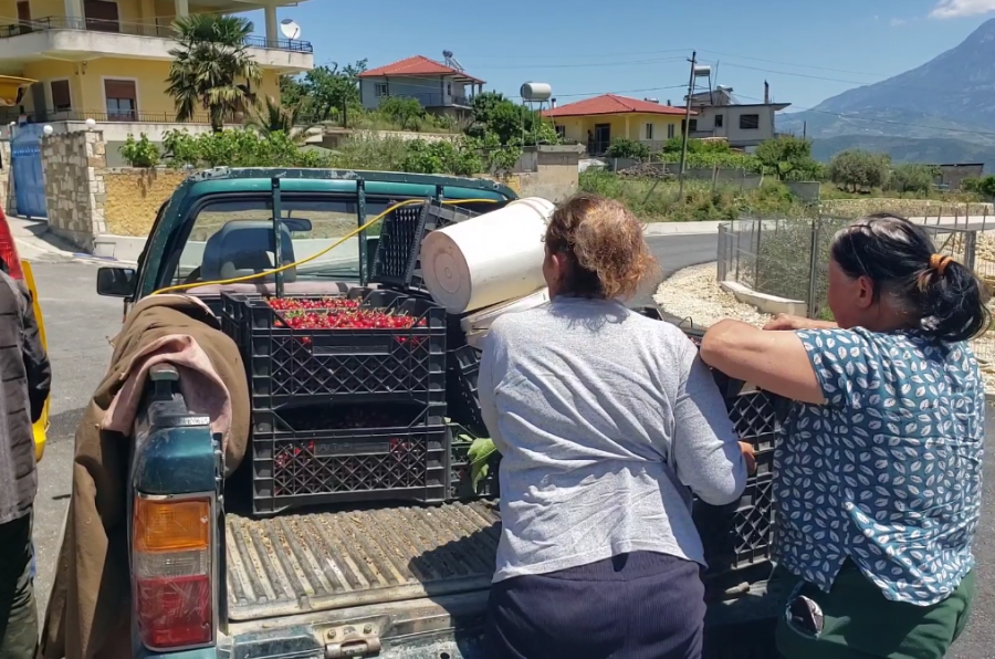 'Qershia po na kalbet në pemë'/ Fermerët e Drobonikut: Po falimentojmë, s'ka treg dhe as mbështetje nga shteti