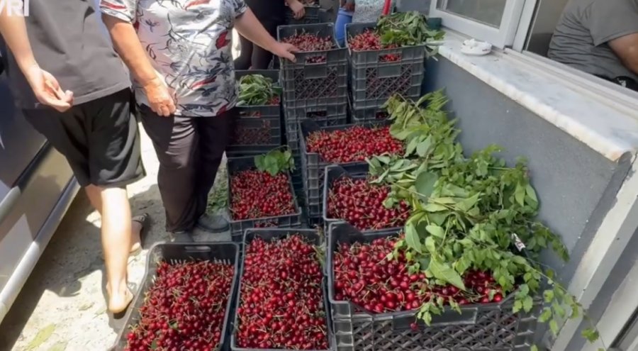 Kultivuesit e qershive në Godolesh të Elbasanit në vështirësi  s nxjerrin dot shpenzimet