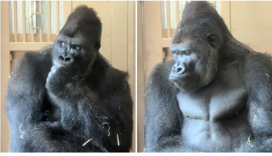  Vëlla  në emër të të gjithë burrave  të kuptojmë   Video e një gorille pas një grindjeje me një femër  i vë flakën  internetit