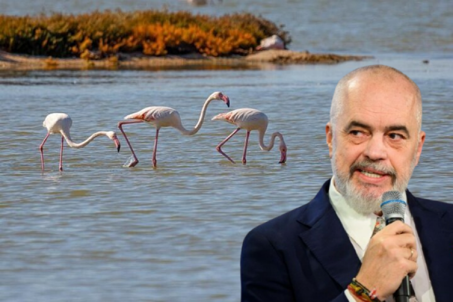 Shifrat rrëojnë mashtrimet e Ramës/ Si u zhdukën flamingot me ardhjen e tij në pushtet