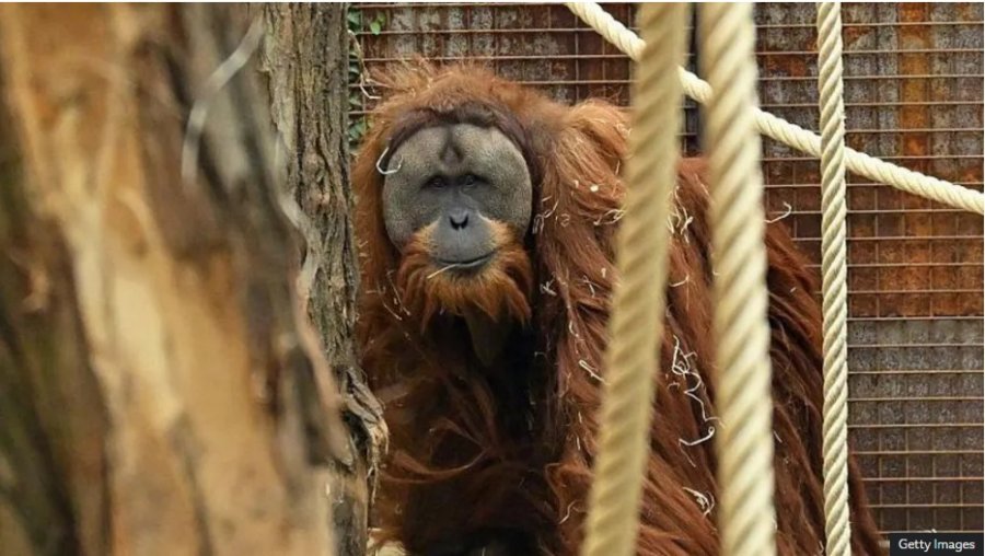 Studimi  Katër ditë shira ulën popullatën e orangutangëve më të rrallë në botë