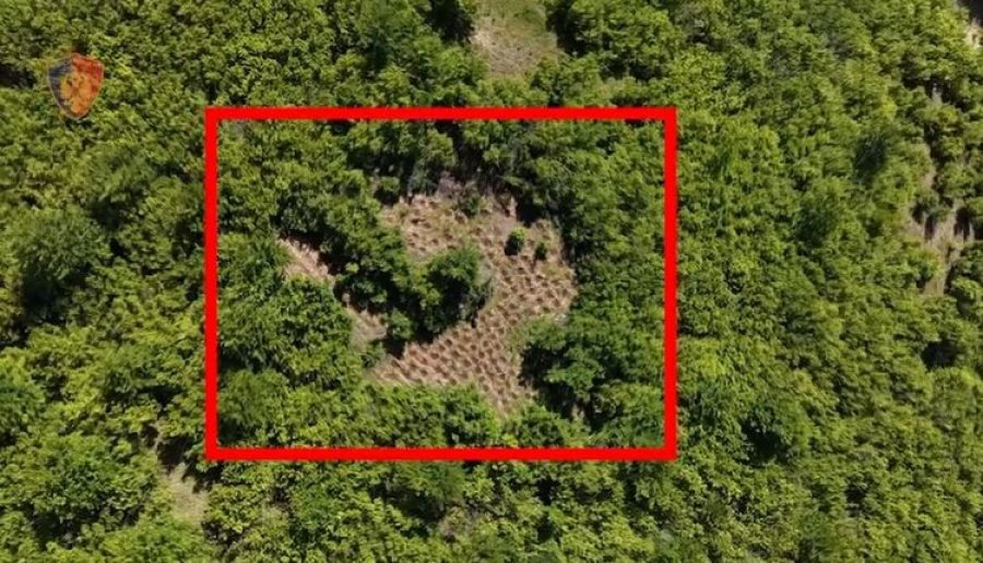 Parcelë me kanabis në Dibër, arrestohet 43-vjeçari nga Tirana