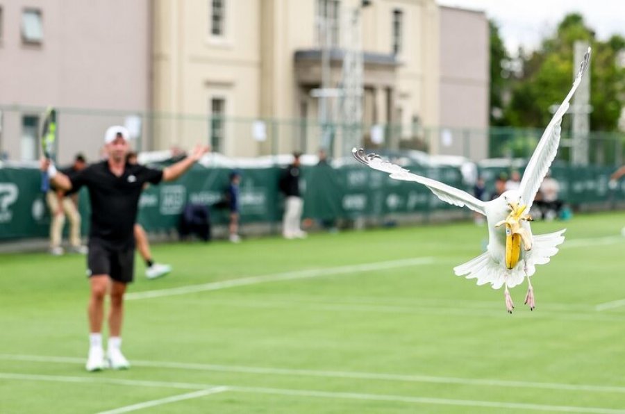 VIDEO/ Skenë surreale në tenis, pulëbardha ‘vjedh’ bananen gjatë ndeshjes në Dublin