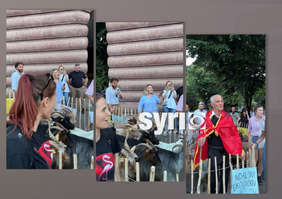  Dhitë janë me Flamingot    Surpriza e ditës së 18 të të protestës   bariu  hyn mes turmës me kopenë e tij