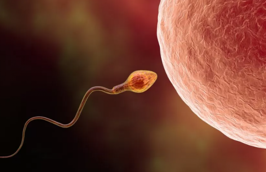 Gjysma e rasteve të infertilitetit lidhen me burrat, por diagnostikimi i tyre neglizhohet