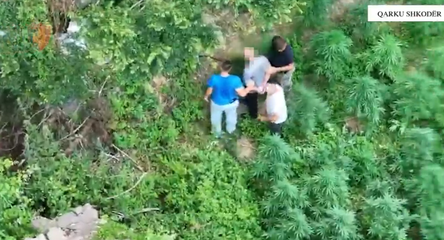 Mbi 2 mijë bimë kanabis  Arrestohen dy shtetas në Shkodër  procedohet penalisht kryeplaku i fshatit Vukël