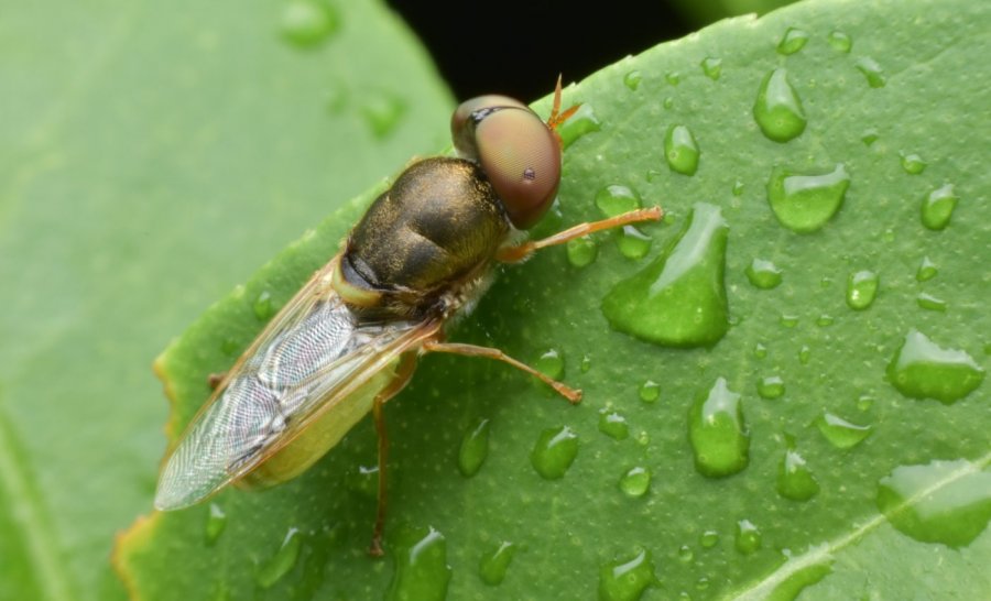 shkencetaret-zbulojne-se-insektet-e-dallojne-oren-fale-lageshtise