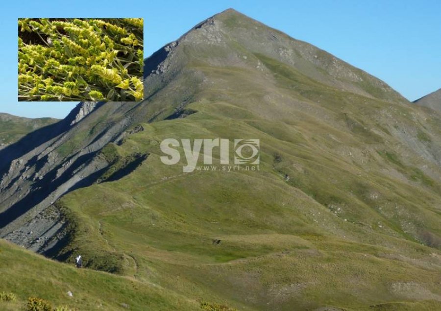 U rrëzua në malin e Gopeshit duke mbledhur çaj  burri plagoset rëndë  po kërkohet për gjetjen e tij