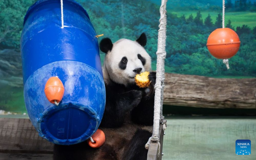 Yuanbao, pasardhësi më i vogël i pandave gjigante të kontinentit, feston ditëlindjen e 6-të