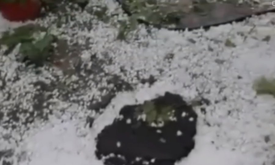 VIDEOLAJM/ Kolonjë - Breshëri si dëborë, dëmton vreshtat