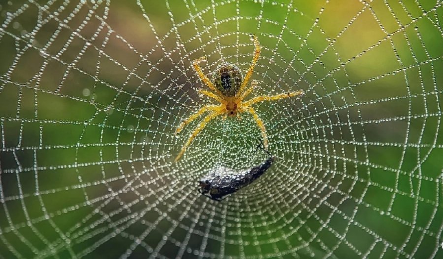 Merimangat janë 'themelore' për shëndetin planetar - pse po harrohen përpjekjet për ruajtjen e tyre?