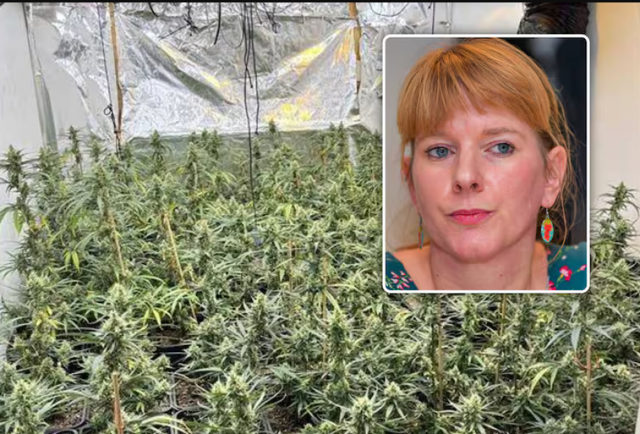 ‘Mamaja ime pëlqen lulet’/ Zbulohen dy plantacione kanabisi, dënohen tre shqiptarët
