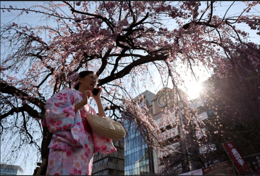 Pema e qershisë japoneze tashmë po çel: Koha më e bukur e vitit ka filluar në Tokio 