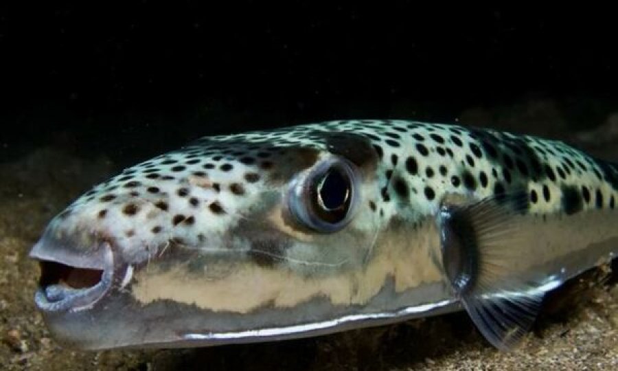 Peshku helmues kapet në Adriatik, kushdo që e ha mund të vdesë