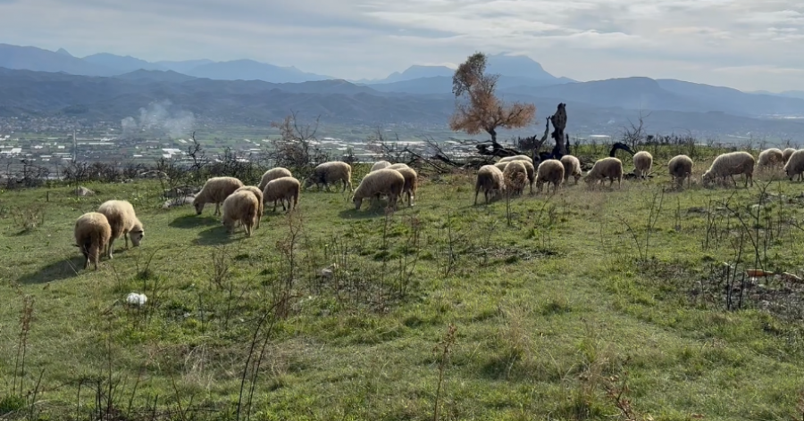 Mungesa e barinjve në Petresh bën që bagëtitë e fshatit të rrezikojnë zhdukjen totalisht