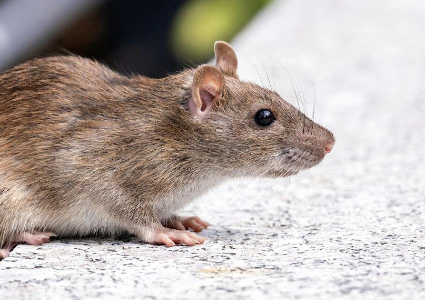 Konfirmohet një tjetër rast me Hantavirusi, tre viktima nga virusi