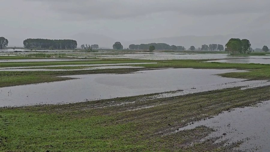 Pa prodhim dhe pa të ardhura, 300 hektarë kultura në ujë, fermerët e Maliqit apel për ndihmë