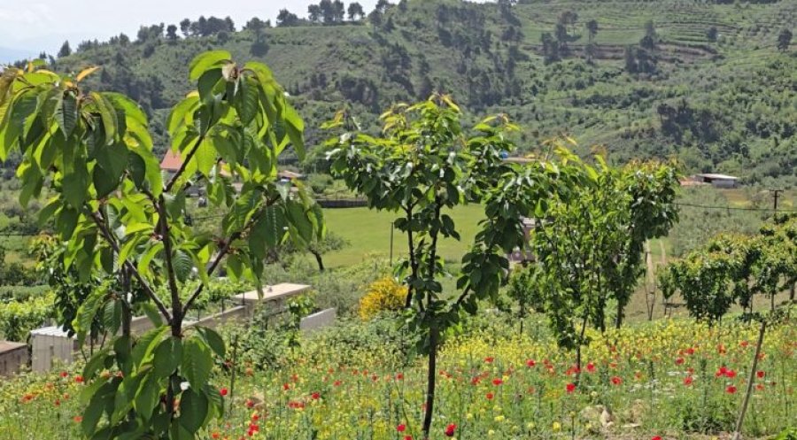 Dëmtohen qershitë në Mallakastër, fermerët: Prodhim i dobët për shkak të kushteve atmosferike