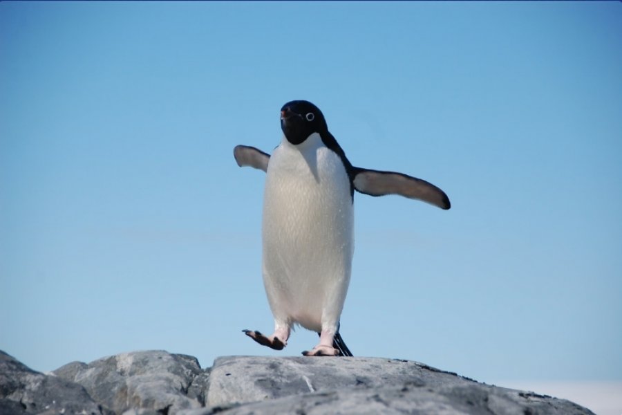 Çdo vit, një pinguin noton mijëra kilometra për të vizituar njeriun që i shpëtoi jetën