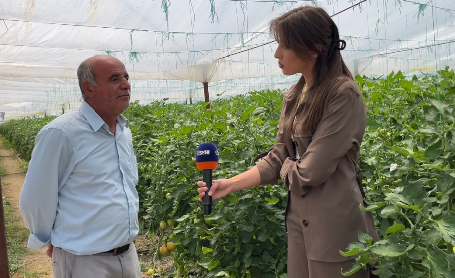 Elbasan/ Domatja shitet 100 lekë/kg në Jagodinë, fermerët përballen me vështirësi