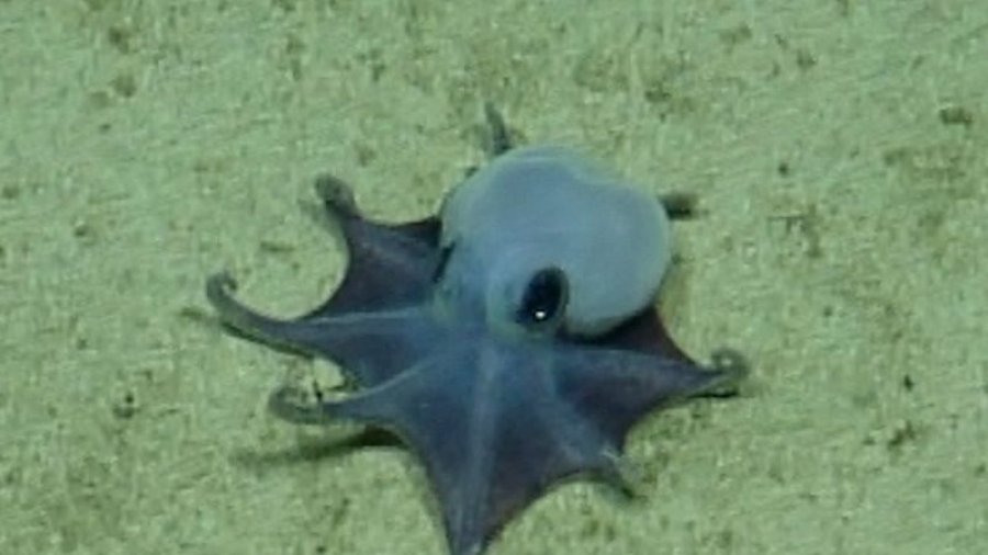 'Është i vogël!'/ Zbulohet oktapodi blu pranë Ishujve Galapagos