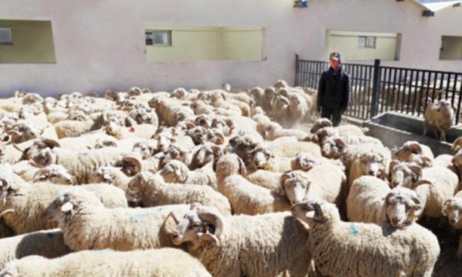 Mbi 700 aplikime! Njoftimi për punë në Kinë bëhet viral, ja çfarë ofrohej