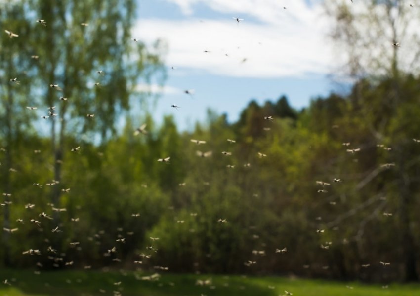 Nxehtësia zgjeron habitatet e mushkonjave - a mund të bëhet Evropa një vatër e virusit të rrezikshëm?