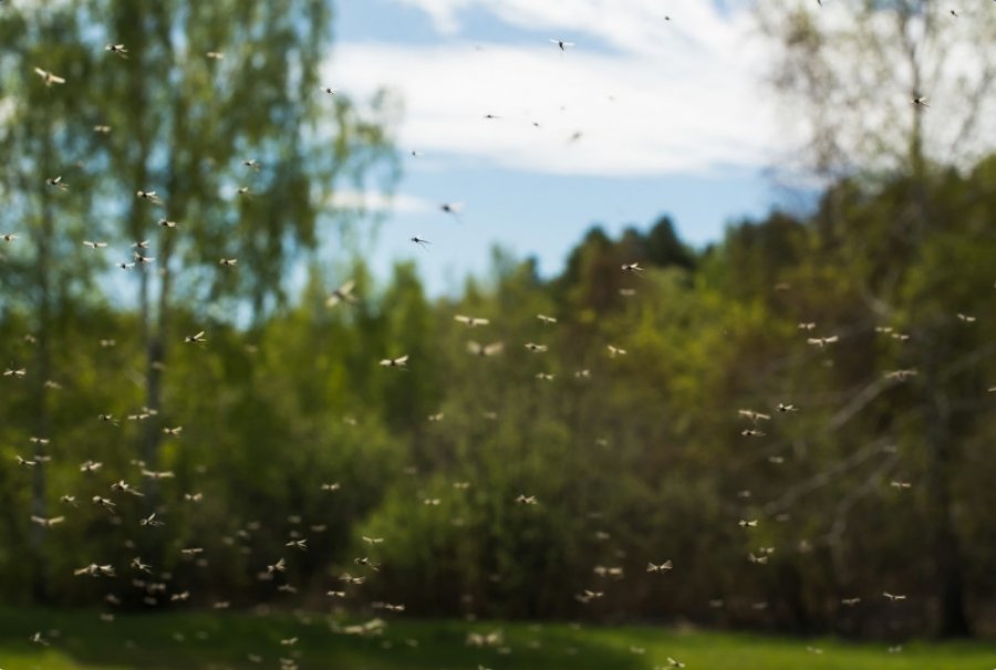Nxehtësia zgjeron habitatet e mushkonjave - a mund të bëhet Evropa një vatër e virusit të rrezikshëm?